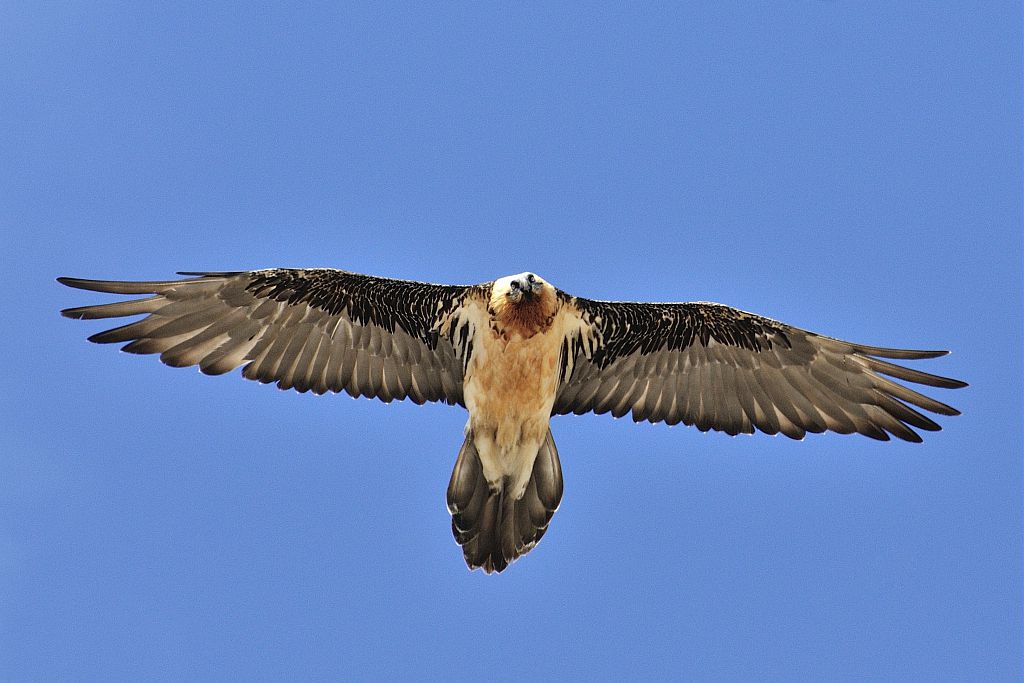Gypaète barbu adulte en vol © Coulon Mireille - Parc national des Ecrins
