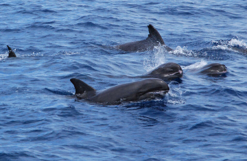 Groupe de dauphins d'Electre (Peponocephala electra), une espèce menacée d'après la liste rouge de l'IUCN. Crédit photo : Jordane Chazal / OMMAG
