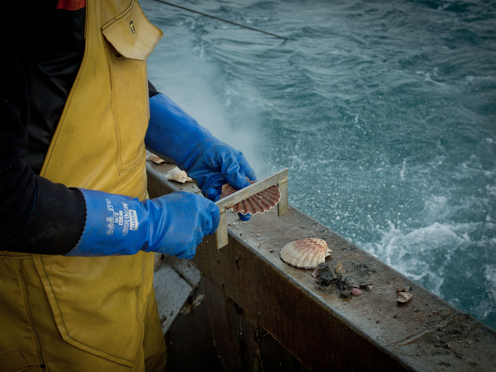 Les filets perdus par les pêcheurs, un danger pour la biodiversité marine