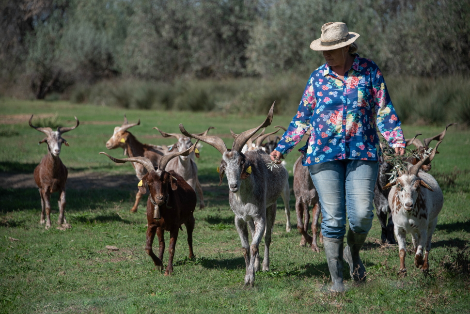Elevage de chèvres Rove au domaine de Sylvéréal. Crédit photo : Séverine Bignon / OFB