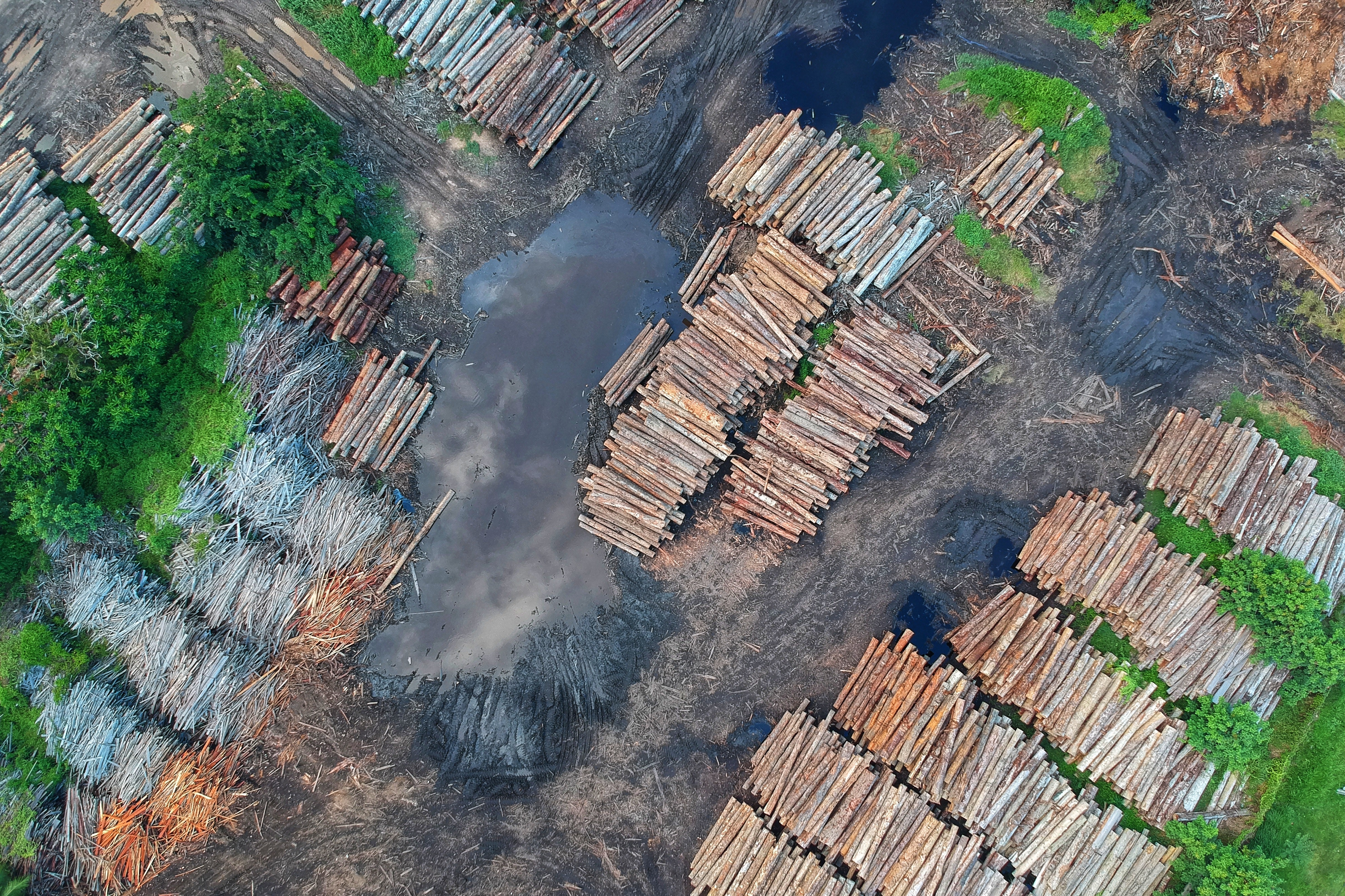 15 milliards d’arbres sont perdus chaque année dans le monde (source IPBES). Crédit photo : Pok Rie / Pexels