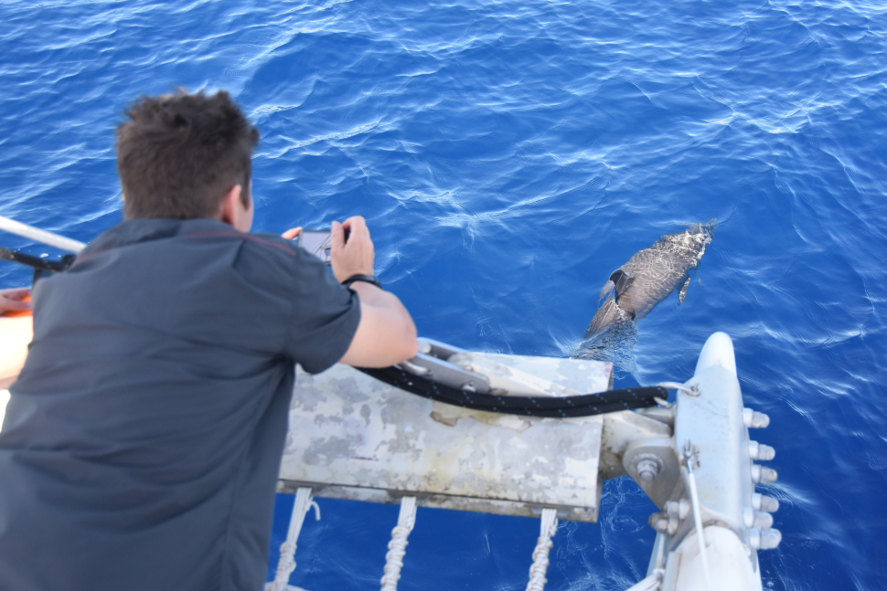 Observation de dauphins tâchetés pantropicaux (Stenella attenuata). Crédit photo : Benjamin Guichard / OFB