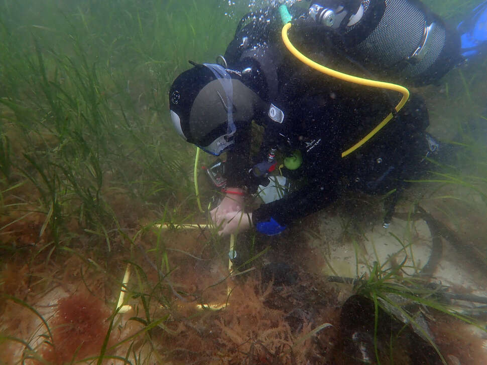 Suivi scientifique  par des plongeurs de l'impact des mouillages* sur les herbiers de zostères. Crédit : Benjamin Guichard / Office français de la biodiversité 
