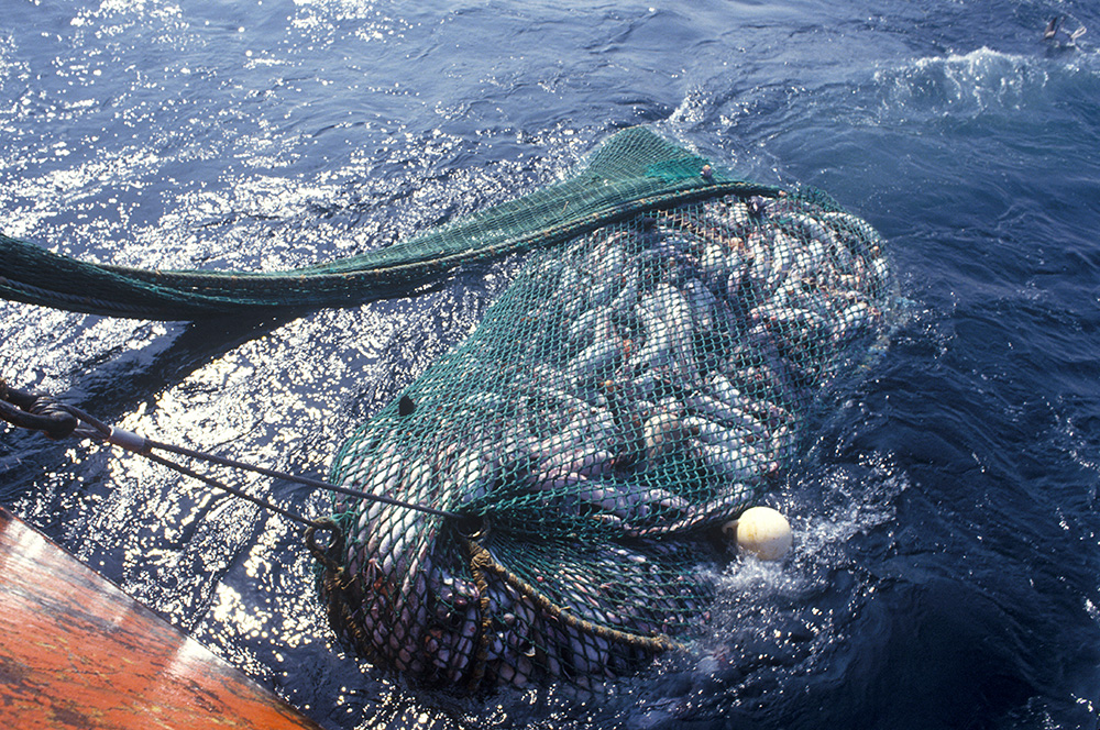 Pavillon noir sur les milieux marins 66 % du milieu marin sont significativement modifiés par l’action humaine, en particulier par l’exploitation de ses ressources : la pêche industrielle (moins de 10 % des effectifs des pêcheurs professionnels mondiaux) s’accapare à elle seule 55 % des ressources des océans. © Alain Nozay / Biosphoto 