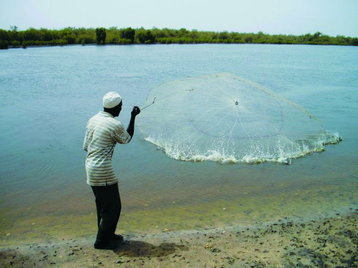 Pêche au filet ""épervier"" dans l'estuaire du Saloum au Sénégal, pour la capture de tilapias. : La pêche artisanale nourrit de plus en plus difficilement les sénégalais. Crédit : IRD