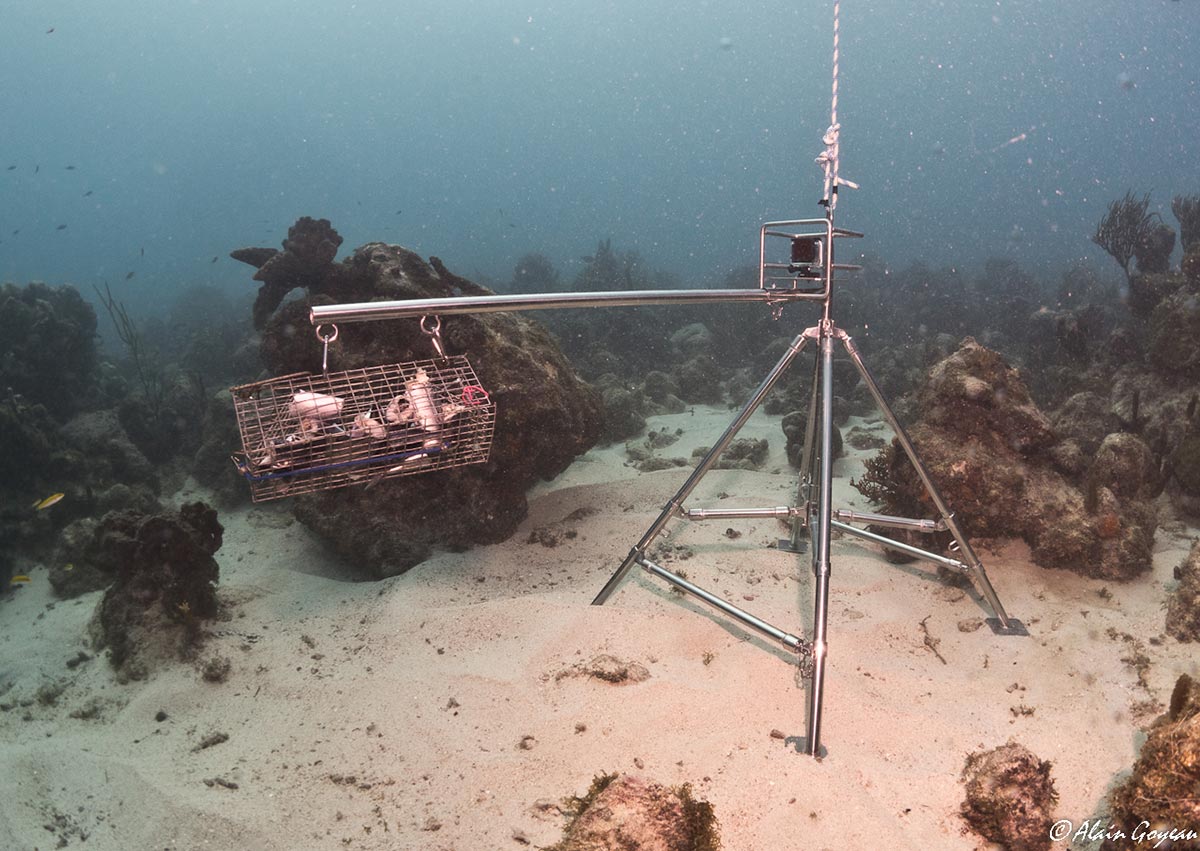 Caméra sous-marine en place (BRUVs). Crédit photo : Alain Goyeau