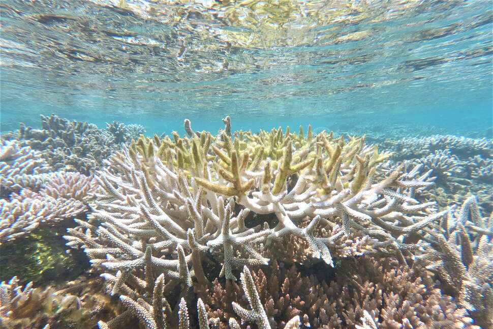 Les récifs coralliens qui abritent une grande diversité d'espèces  sont la grande victime du réchauffement climatique. Or ils fournissent l’essentiel de la production alimentaire et des revenus à 30 millions de personnes. Sur cette photo : une colonie de corail blanchi. Les extrémités recouvertes d'algues sont mortes.  La France en abrite 55 000 km2 dans les Outre-mer tropicales. Sur cette photo : une colonie de corail blanchi. Les extrémités recouvertes d'algues sont mortes. Crédit: David Lorieux / OFB
