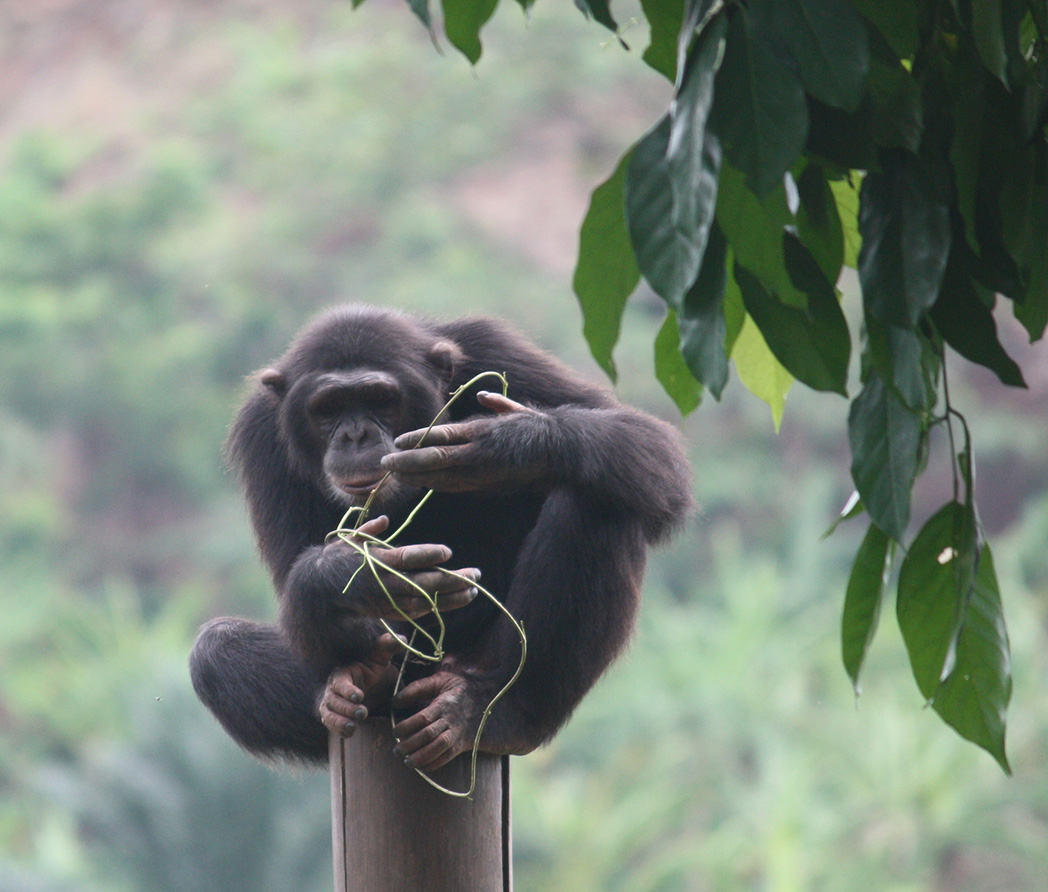 Chimpanzé au Cameroun. Crédit : IRD - Sabrina Locatelli