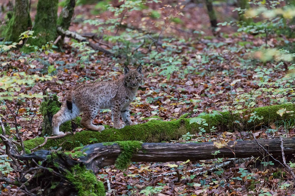 Le lynx à la reconquête de son territoire