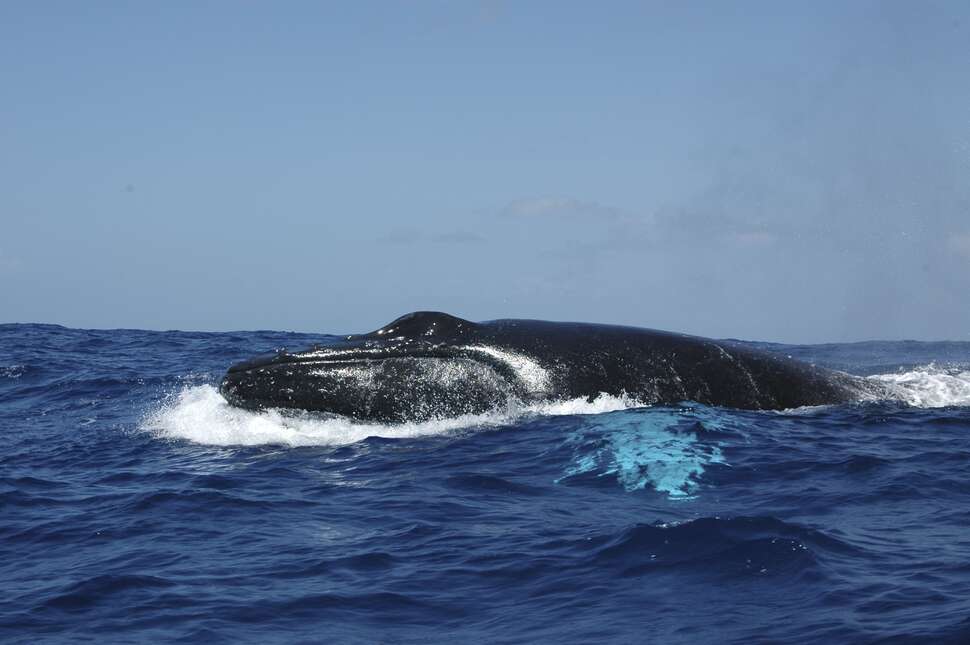 Baleine à bosse (Megaptera novaeangliae). Crédit photo : Franck Mazéas