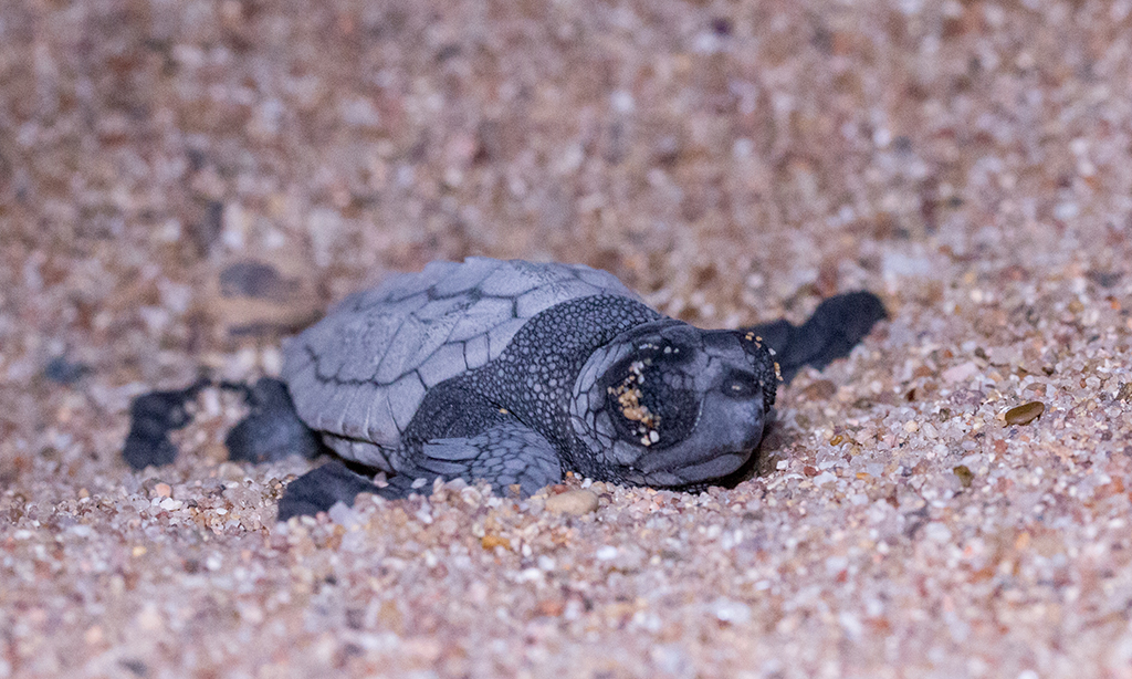 Les premières petites tortues ont pointé le bout de leur bec ! Crédit photo : S. Jamme / Association Marineland