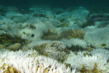 Blanchiment des coraux dans le Parc naturel marin de Mayotte sous l’effet du réchauffement climatique.  Crédit photo : J. Wickel / Lagonia