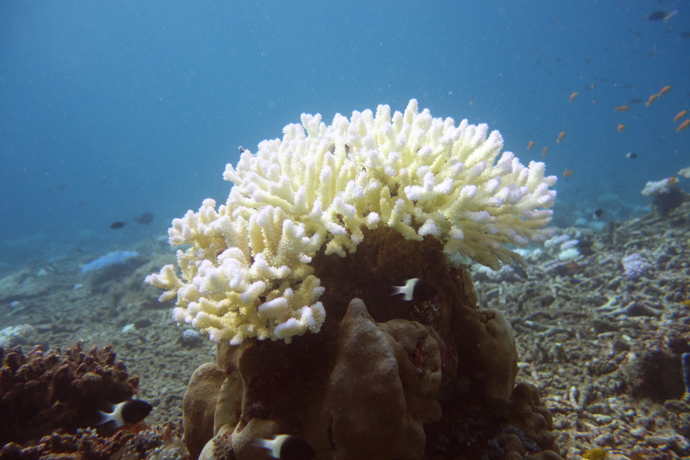Une température trop élevée peut générer un stress thermique poussant le corail à expulser son algue. On observe alors un blanchissement. Crédit photo : Marine Dedeken / OFB