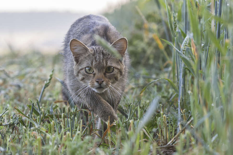 Chat forestier