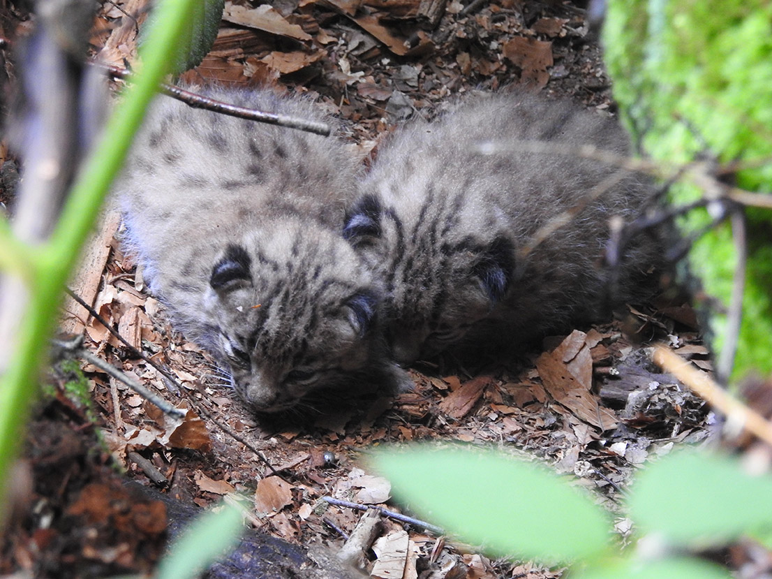 Le lynx boréal  Portail des parcs nationaux de France