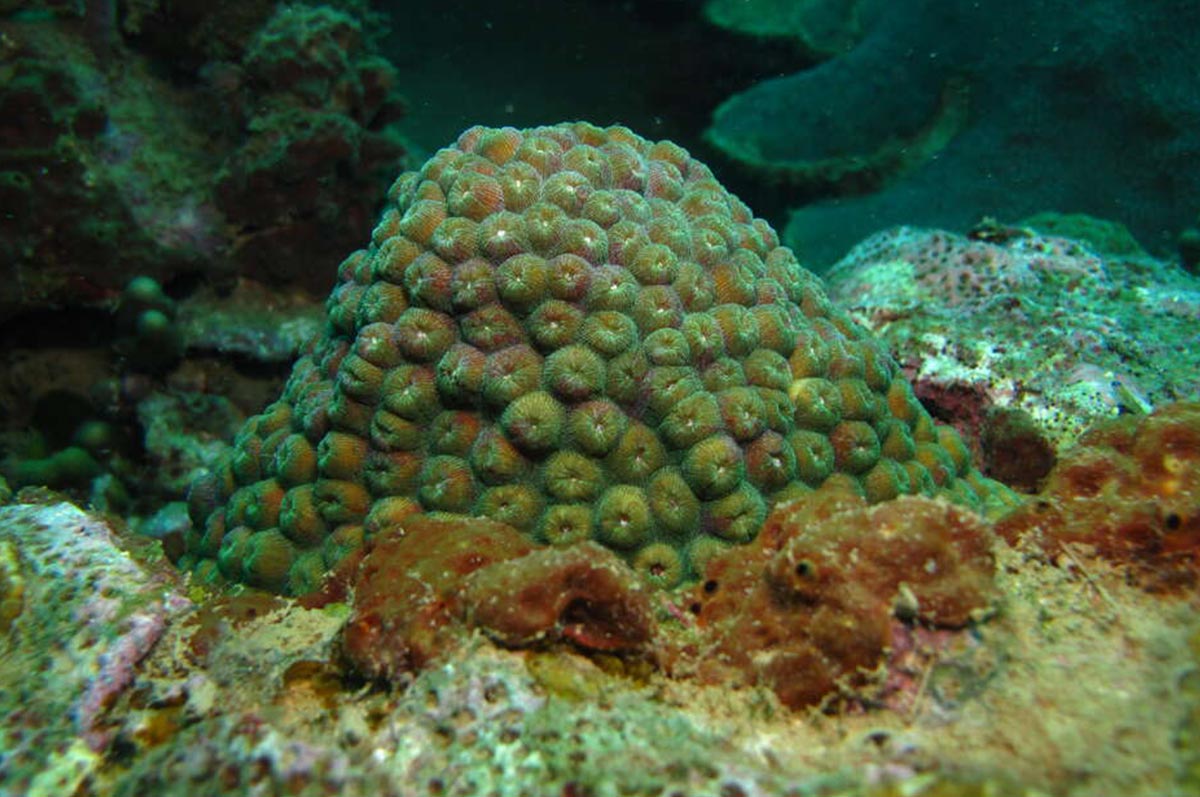 Colonie corallienne de grand corail étoilé. Crédit photo : Alain Pibot / OFB