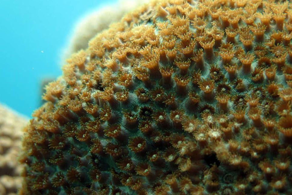 Corail dur aux polypes bien déployés, du genre Astreopora. Crédit photo : Alexandra Gigou