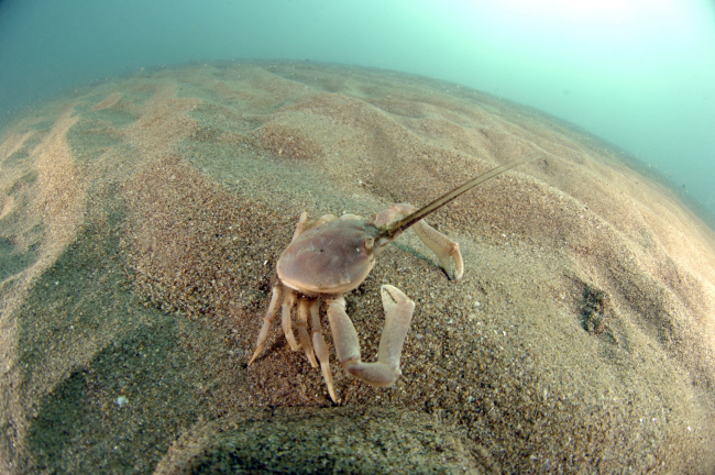 Crabe coryste (Corystes cassivelaunus) sur un banc de sable à faible couverture d'eau marine. Crédit photo : Julie Castera