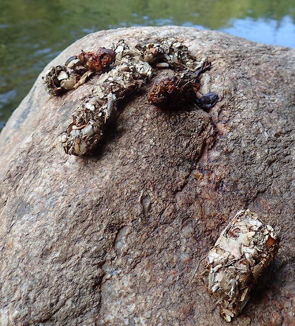 La loutre est très difficile à voir, sa présence n’est souvent trahie que par ses crottes laissées sur les rochers de la rive. Crédit photo : Jean-Louis Michelot / Ecosphère