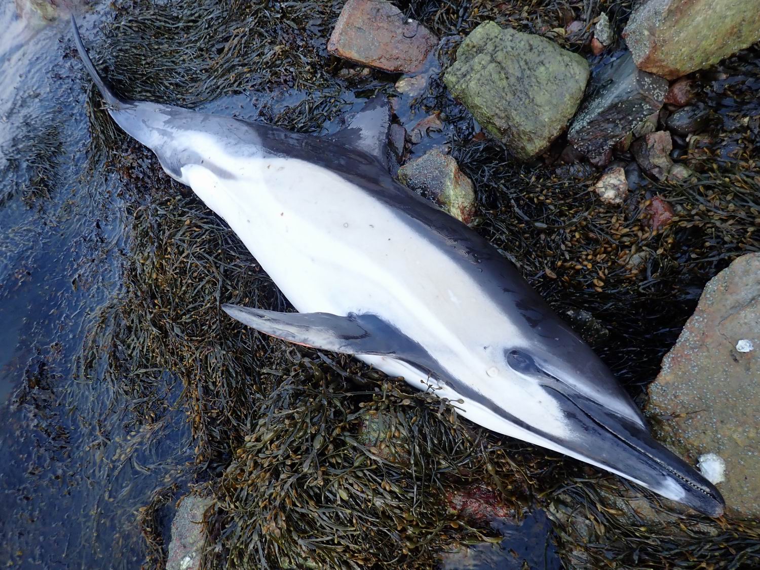 Dauphin commun (Delphinus delphis) échoué sur les côtes du Finistère en 2018. Crédit photo : Benjamin Guichard / OFB