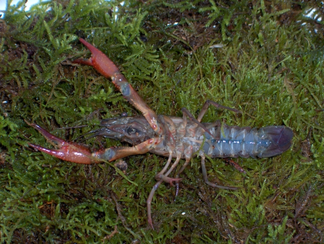 Écrevisse de Louisiane (Procambarus clarkii). Crédit photo : Henri Carmié / OFB