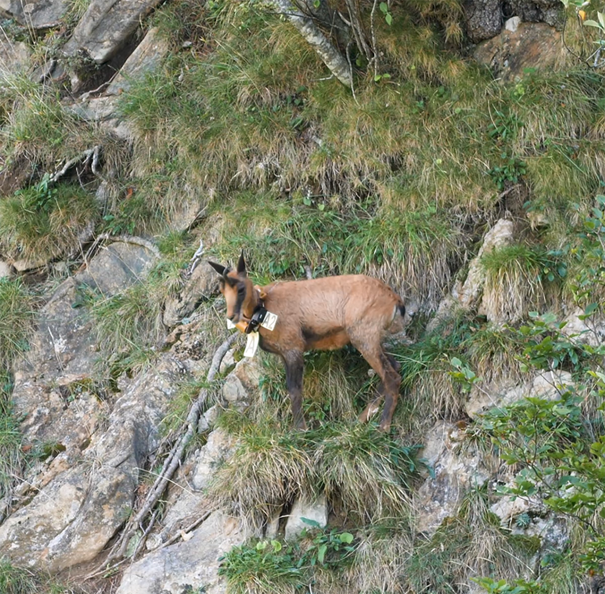 Eterlou dans la réserve nationale de chasse et de faune sauvage d’Orlu.