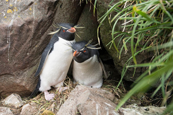 29 % des oiseaux des terres australes sont menacés. Crédit photo : Bruno Marie / insularis@me.com