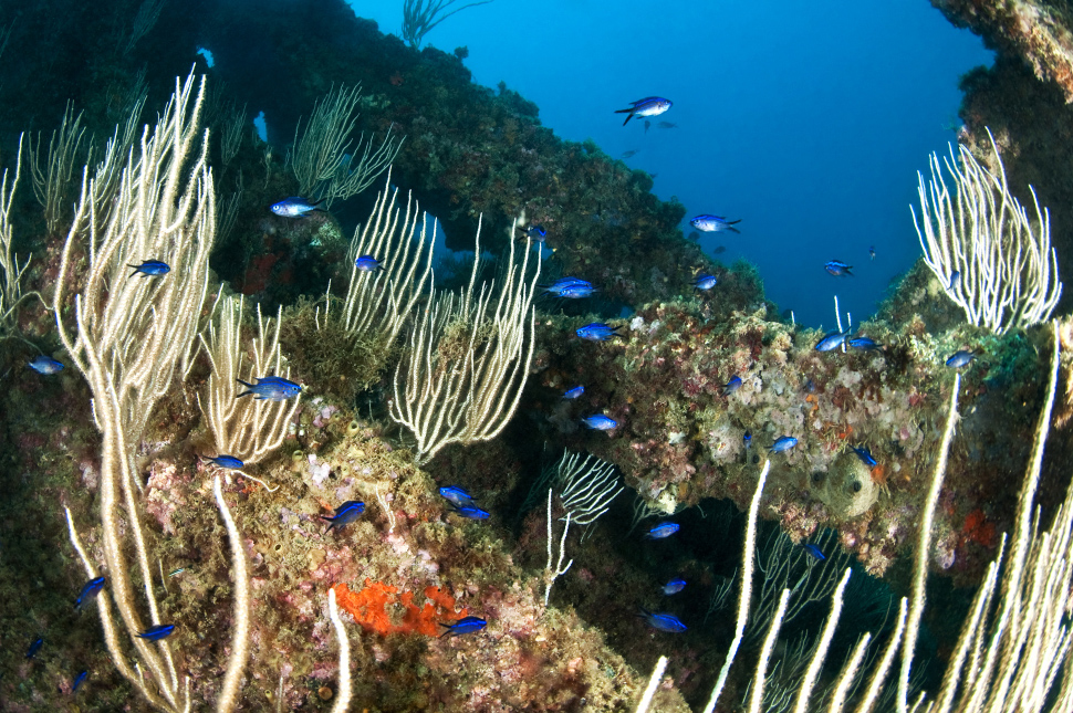 Gorgones blanches (Eunicella singularis) et castagnoles juvéniles (Chromis chromis) colonisant un recoin de l'épave du Pythéas. Crédit photo : Mathieu Foulquié / OFB