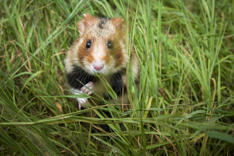 Grand hamster (Cricetus cricetus). Crédit photo : Philippe Massit / OFB