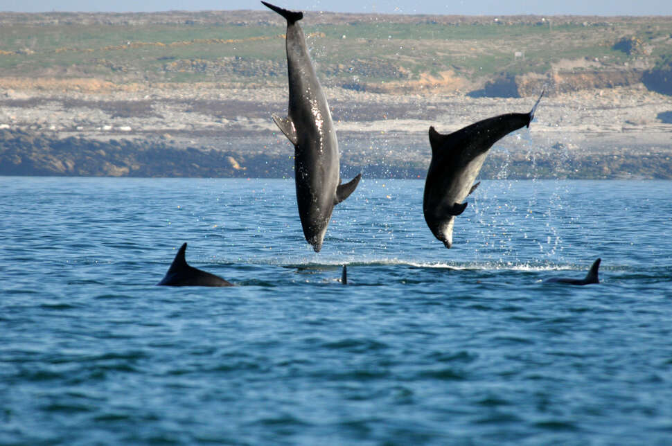 Sauts de grands dauphins (Tursiops truncatus) dans le Parc naturel marin d'Iroise. Crédit photo : Sylvain Dromzée