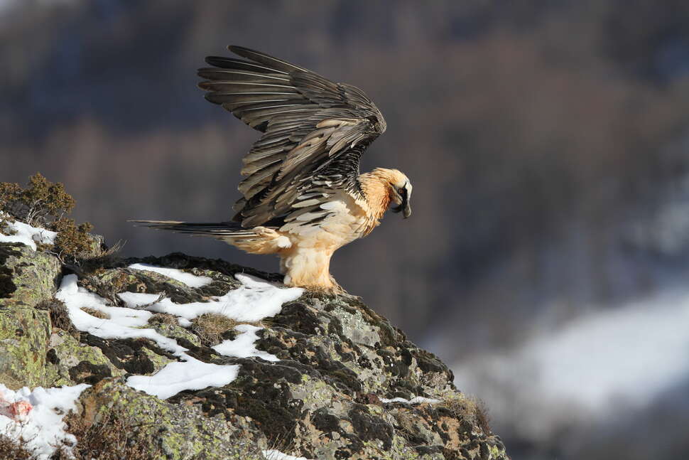 Gypaète barbu (Gypaetus barbatus) dans le Parc national des Pyrénées. Crédit photo : Luc Flavien / Parc national des Pyrénées