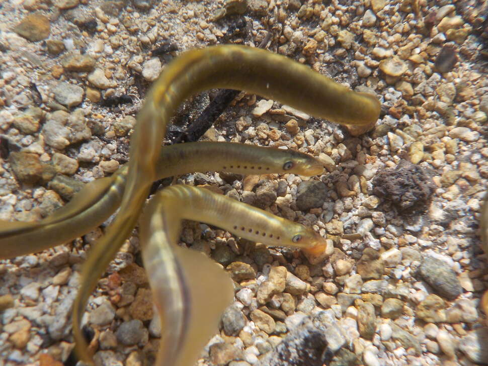 L’extraction de granulats dans les rivières a entraîné la destruction d’habitats pour des espèces comme la lamproie, classée “vulnérable” par l’Union internationale pour la conservation de la nature. Crédit photo : Julien Bouchard / OFB