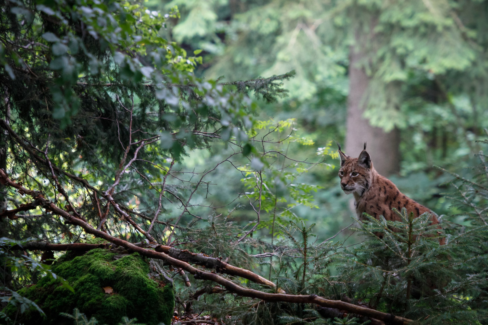 Le lynx est un mammifère encore rare en France. Crédits : Philippe Massit /OFB