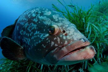 Le retour du Mérou en Méditerranée française grâce à une stricte protection. Crédit photo : S.Ruitton / Institut Méditerranéen d'Océanologie