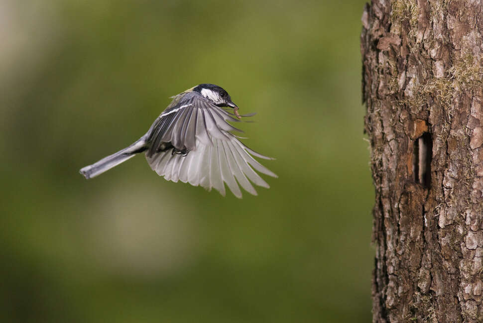 Protéger les oiseaux au jardin – Stopminou contre les chats