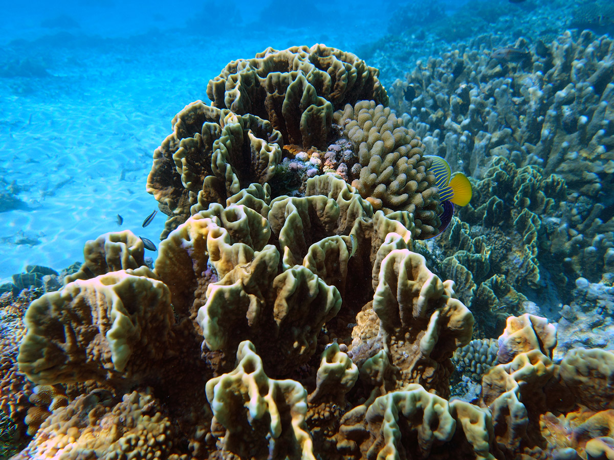 Gros plan sur du corail de feu du genre Millepora platyphylla, des hydrocoralliaires très urticants. Crédit photo : Clément Quétel / TAAF