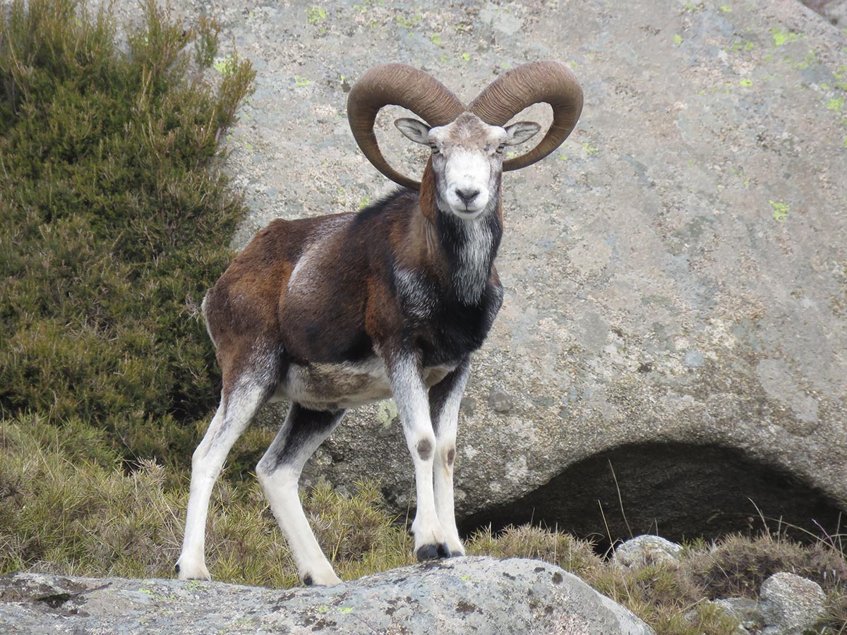 Mouflon de Corse (Ovis gmelini musimon). Crédit photo : Gladys Comiti