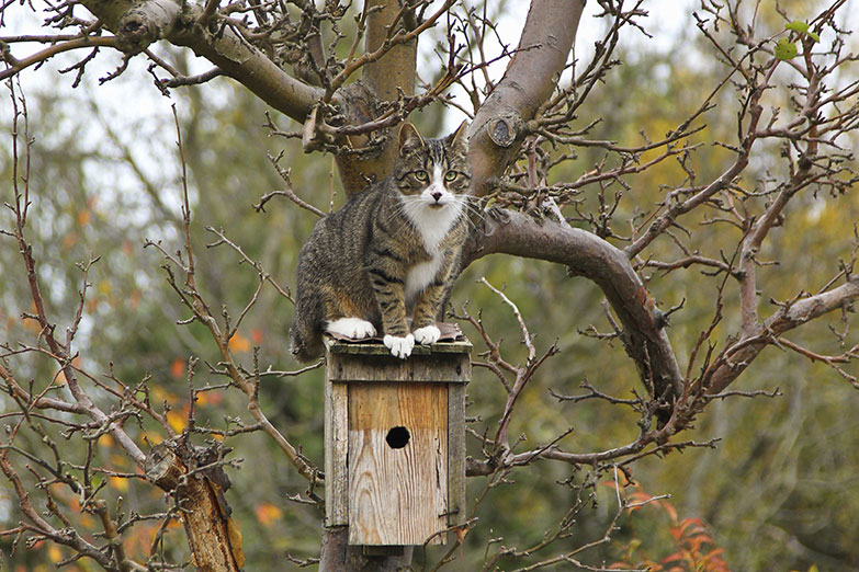 Chat domestique (Felis catus) sur un nichoir à oiseaux. Crédit : Martin Grimm / BIA / Minden Pictures / Biosphoto 