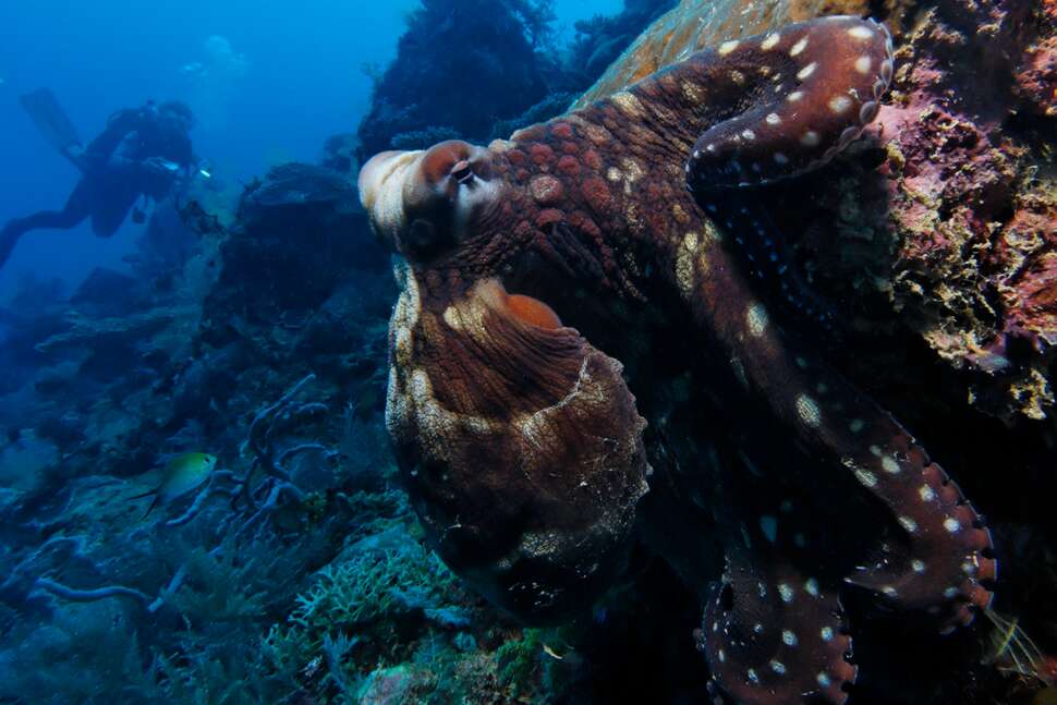 En premier plan, un poulpe de récif (Octopus cyanea) accroché au récif de la passe en S. Crédit photo : Marc Allaria / www.photo-sousmarine.com 