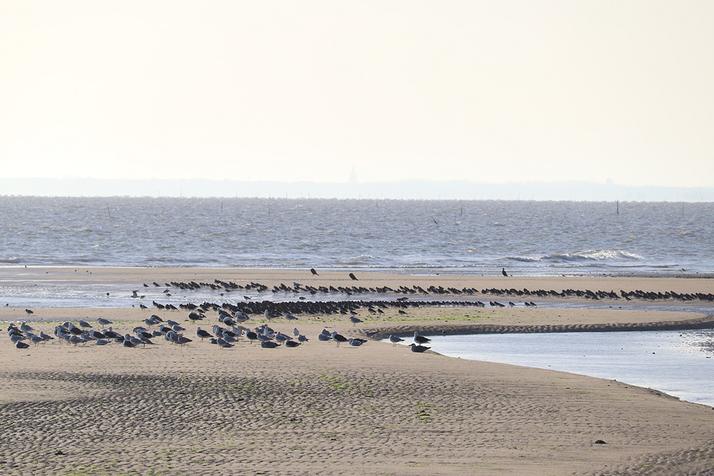 Se déconfiner de manière responsable avec la « Météo des Oiseaux »