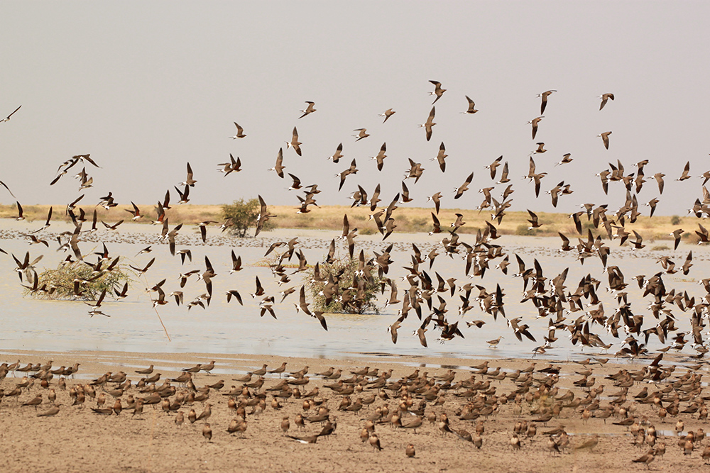 Oiseaux lors du dénombrement dans le Khor Abu Nabil (Soudan). Crédit photo : Jean-Yves Mondain-Monval, Pierre Defos du Rau / OFB