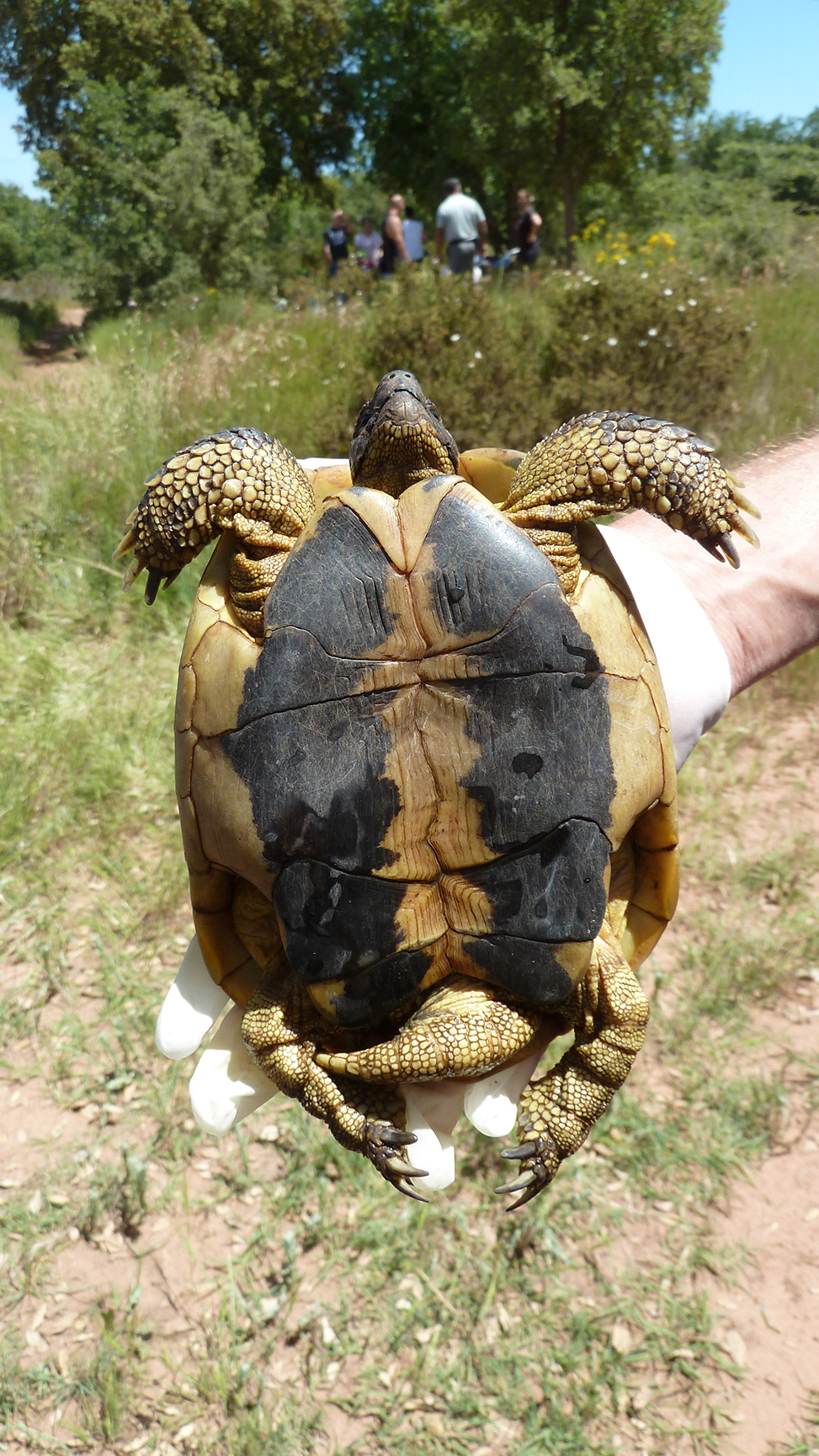 Plastron d'une tortue d'Hermann. Crédit photo : Concha Agero / OFB