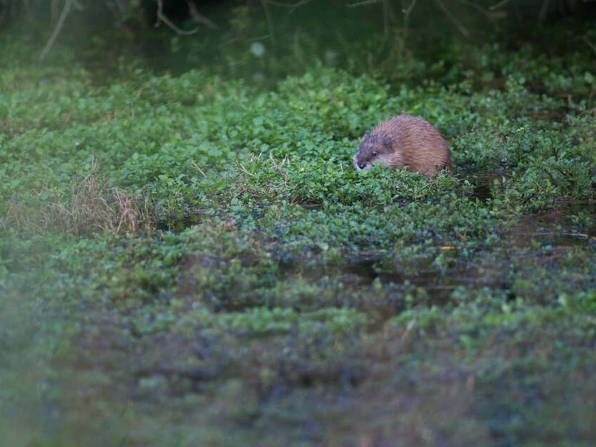 Importé d'Amérique en Europe pour sa fourure, le rat musqué a fini par se retrouver dans la nature. Il peut être fréquemment aperçu sur les rivières françaises. Crédit photo : François Drouvin / OFB