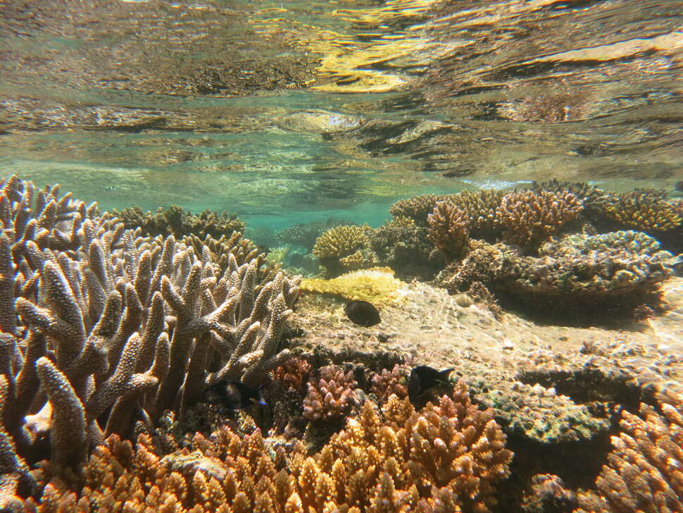 Récif corallien. Crédit : Julie Molinier