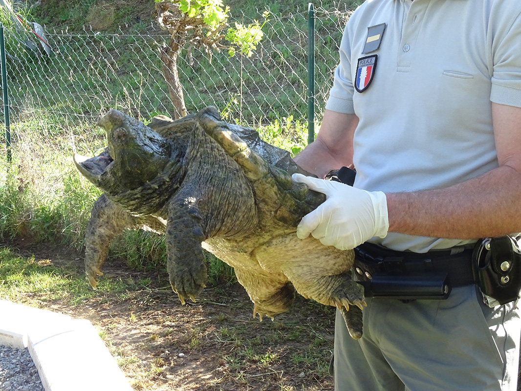 La puissante tortue-alligator reste vulnérable