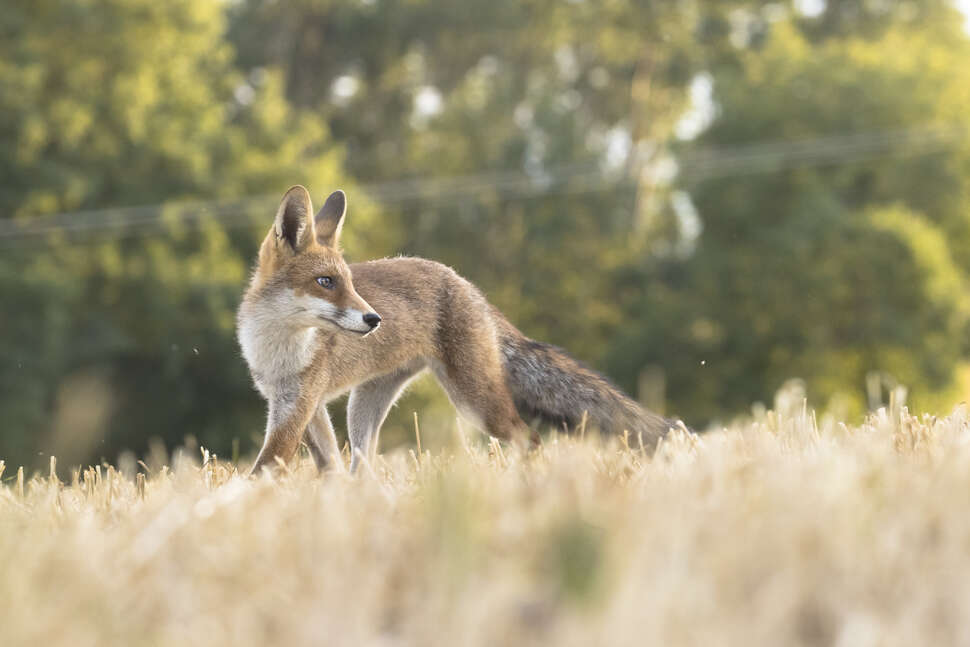 Vulpes vulpes (renard roux)