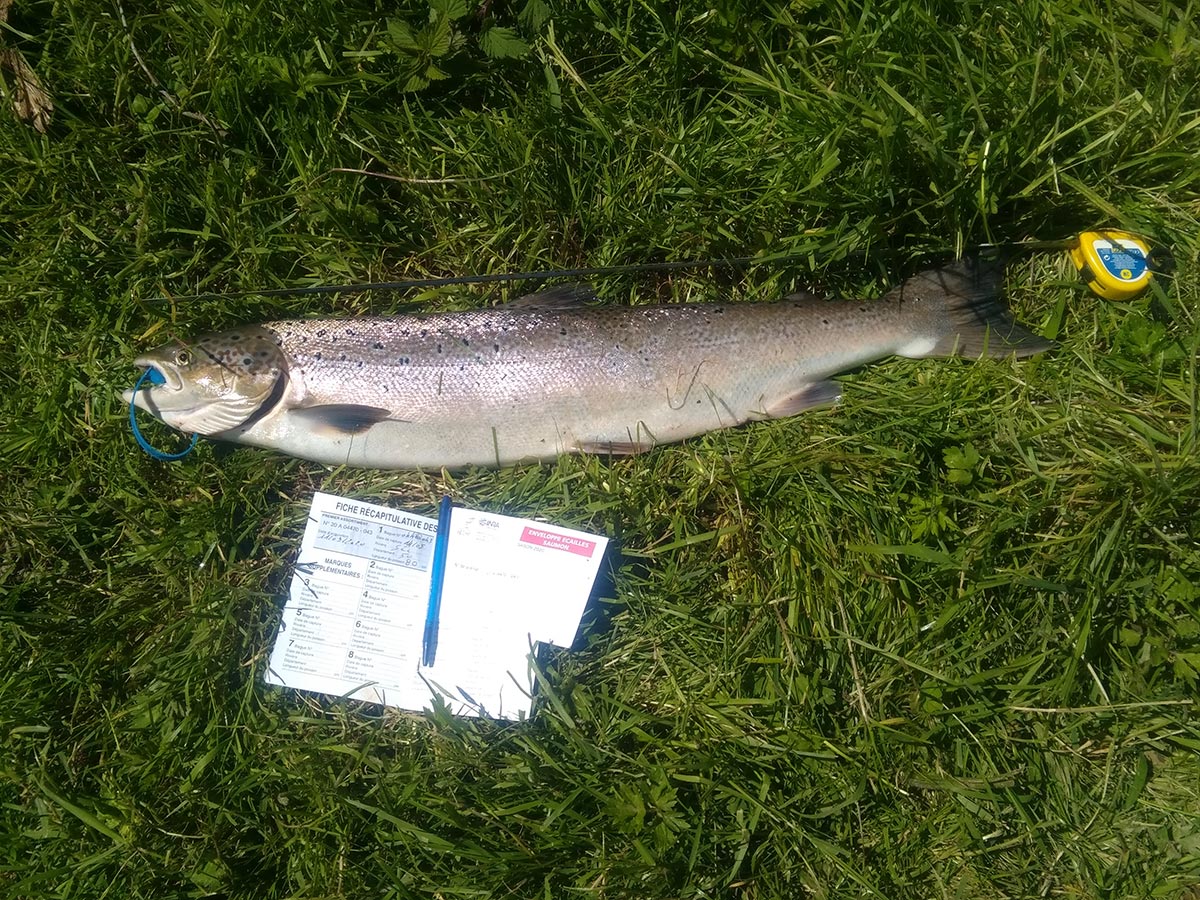 Pêche du saumon : déclarer pour mieux protéger