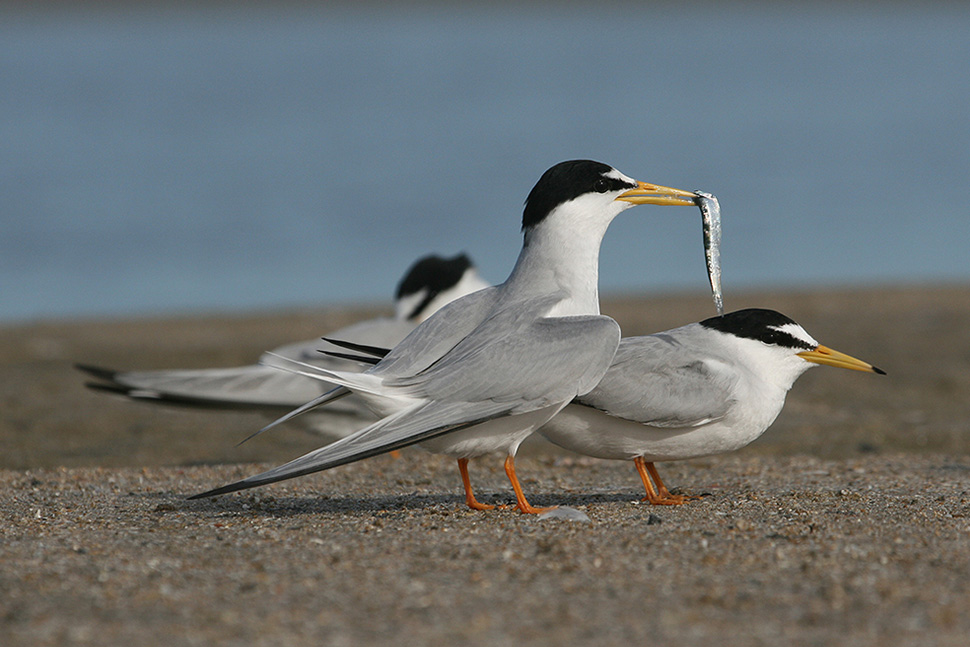 Se déconfiner de manière responsable avec la « Météo des Oiseaux »