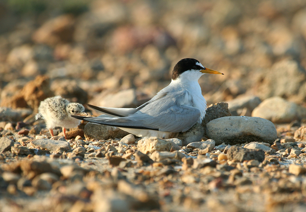 Se déconfiner de manière responsable avec la « Météo des Oiseaux »