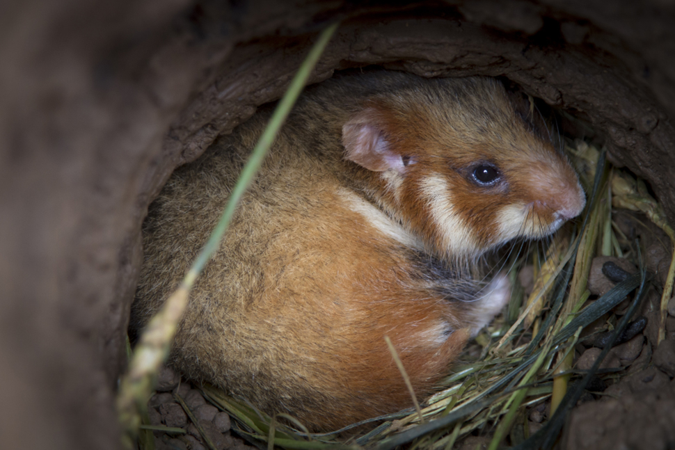 Grand hamster (Cricetus cricetus) dans son terrier. Crédit photo : Philippe Massit / OFB